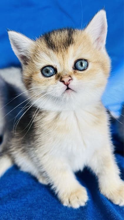 Британские короткошерстные серебристые  шиншиллы — 2
