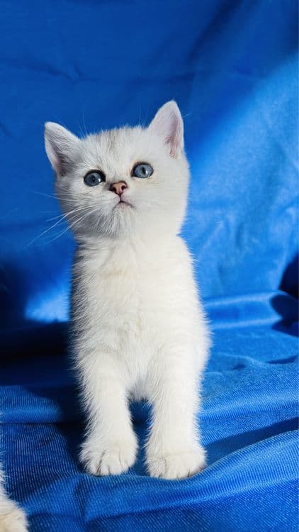 Британские короткошерстные серебристые  шиншиллы — 3