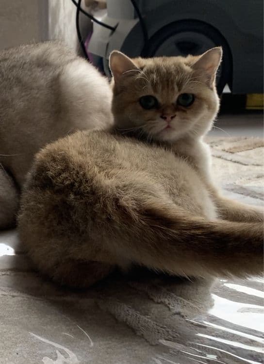Британские короткошерстные серебристые  шиншиллы — 8