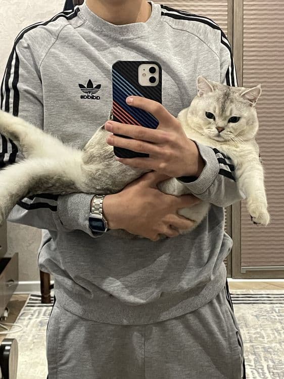 Продается кот, Серибристая Шиншилла — 3