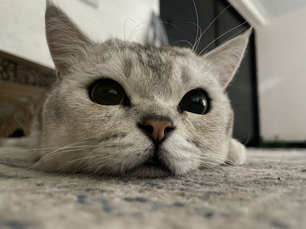 Продается кот, Серибристая Шиншилла — 4