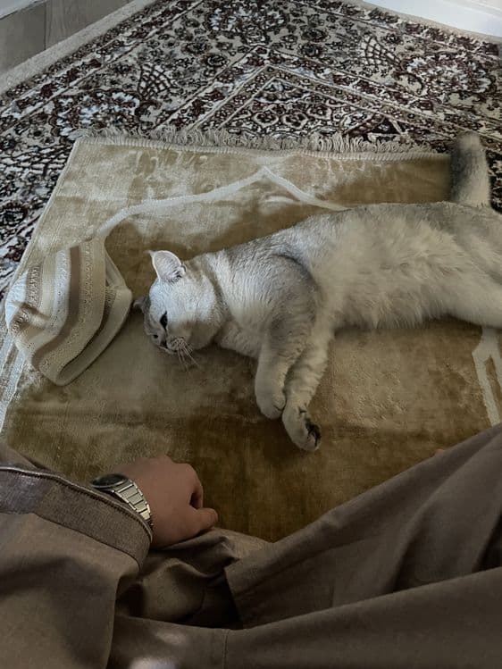 Продается кот, Серибристая Шиншилла — 5