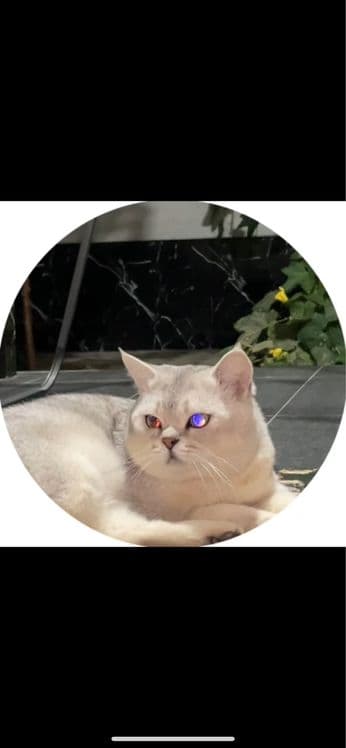 Продается кот, Серибристая Шиншилла — 6