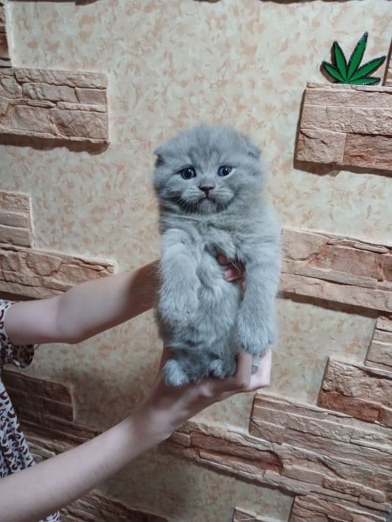 Продаётся котята — 3