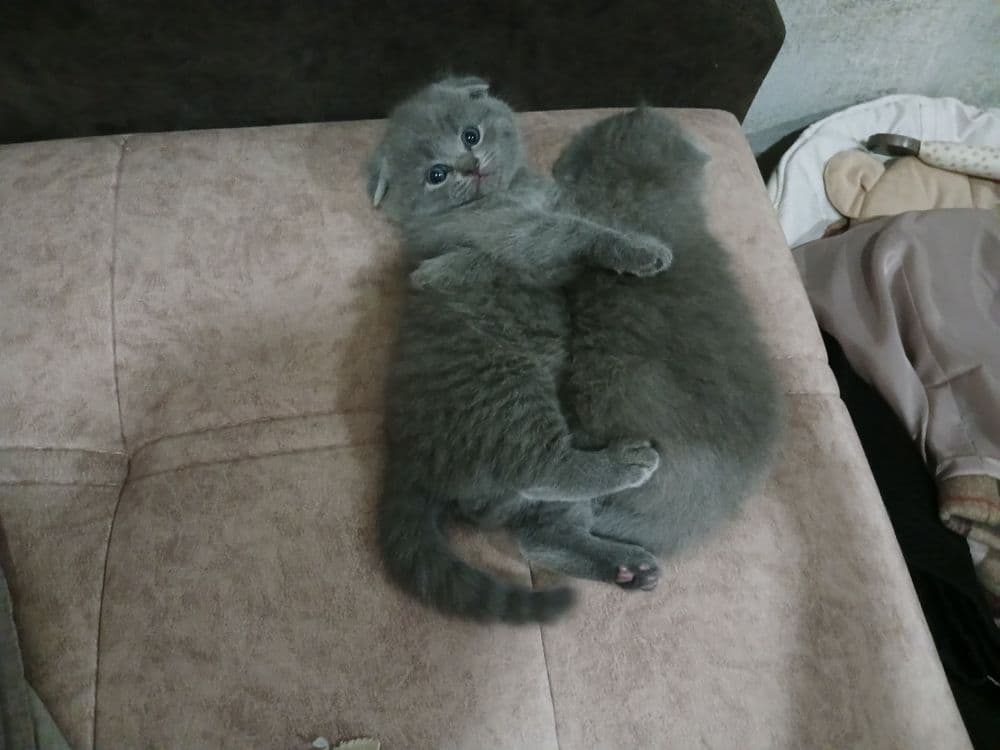 Продаётся котята — 4