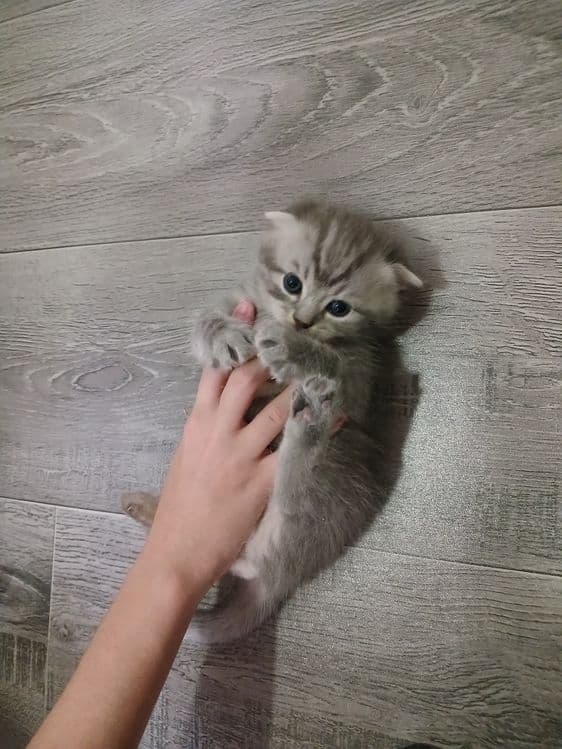 Продаётся котята — 5