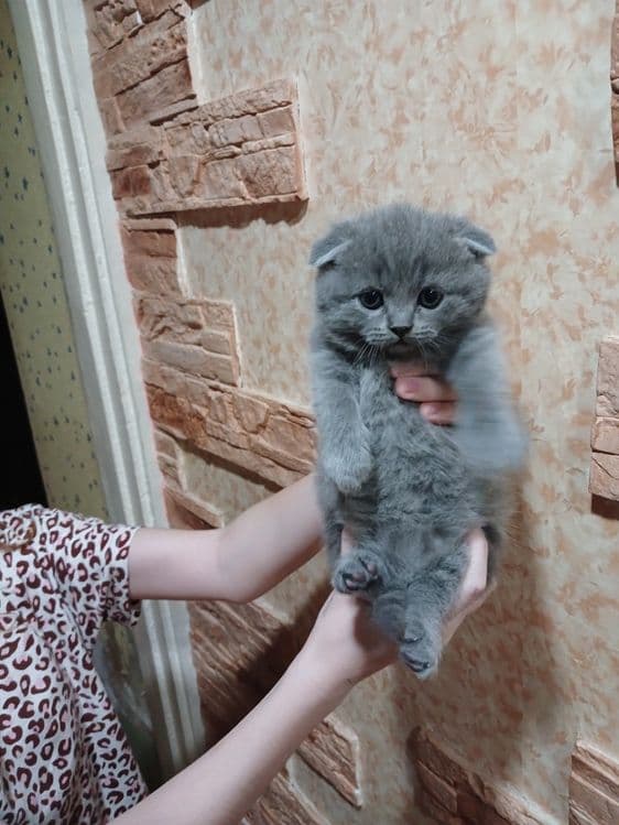 Продаётся котята — 6