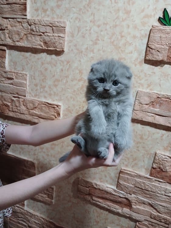 Продаётся котята — 7