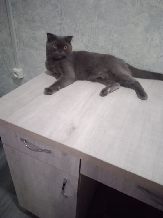 Продаётся котята — 8
