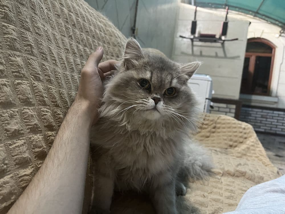 Кошка хайленд золотая — 1