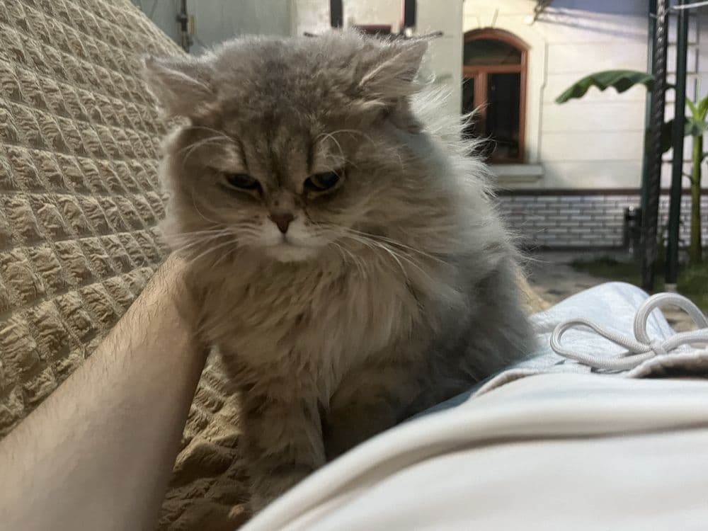 Кошка хайленд золотая — 2