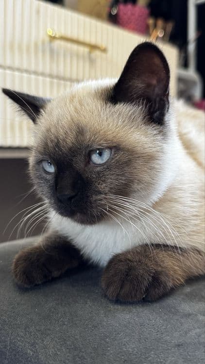 Чистокровная Сиамская кошка — 2