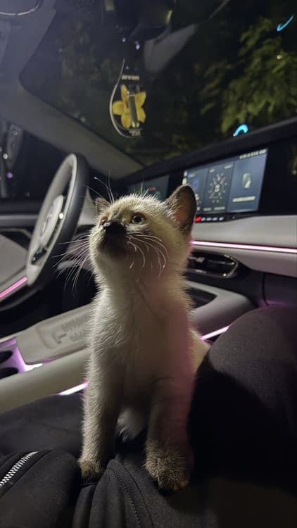 Чистокровная Сиамская кошка — 3