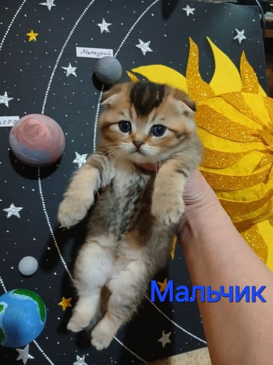 продаю  котят шиншил — 2
