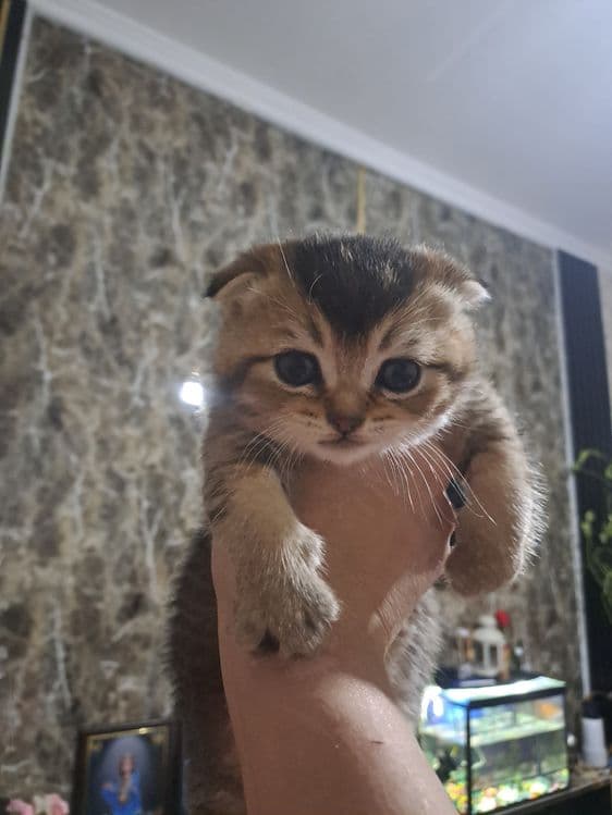продаю  котят шиншил — 3