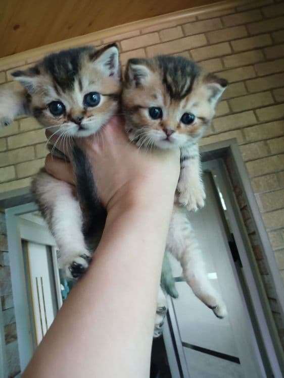 продаю  котят шиншил — 4