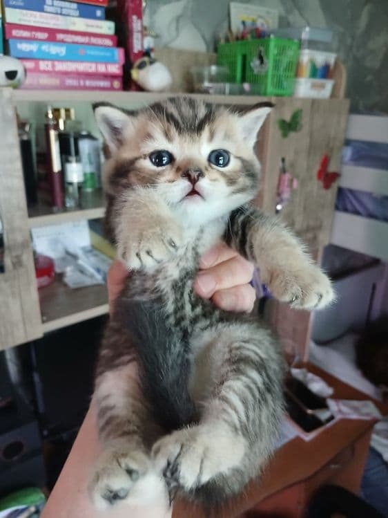 продаю  котят шиншил — 5