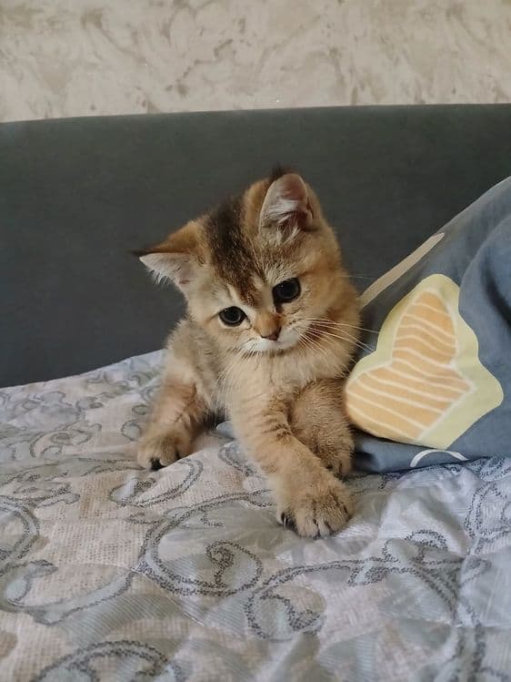 продаю  котят шиншил — 6