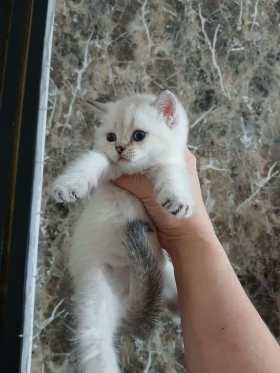продаю  котят шиншил — 7