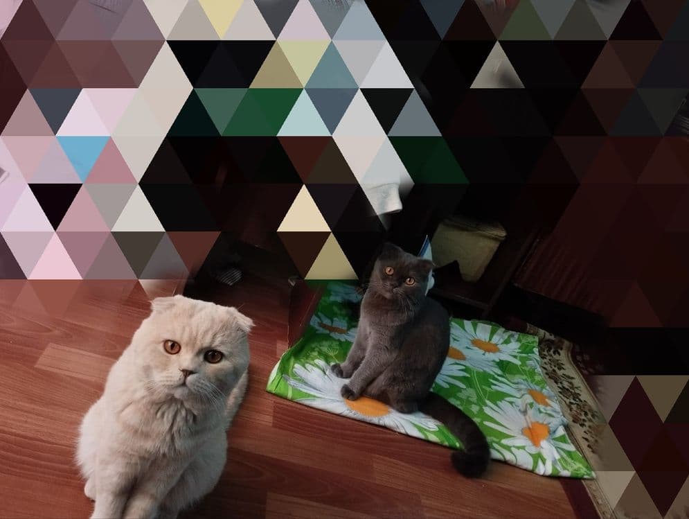 Продается котёнок мальчик скотиш фолд ( вислоухий) — 2