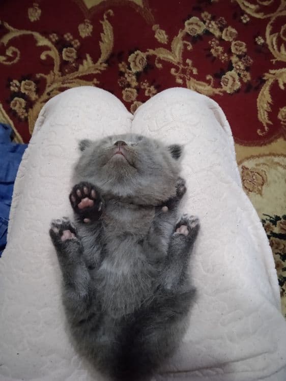 Продается котёнок мальчик скотиш фолд ( вислоухий) — 3