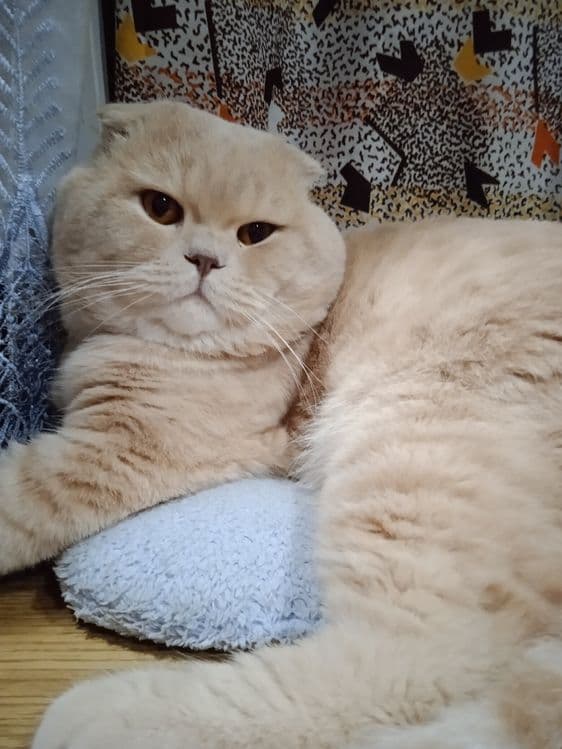 Продается котёнок мальчик скотиш фолд ( вислоухий) — 4