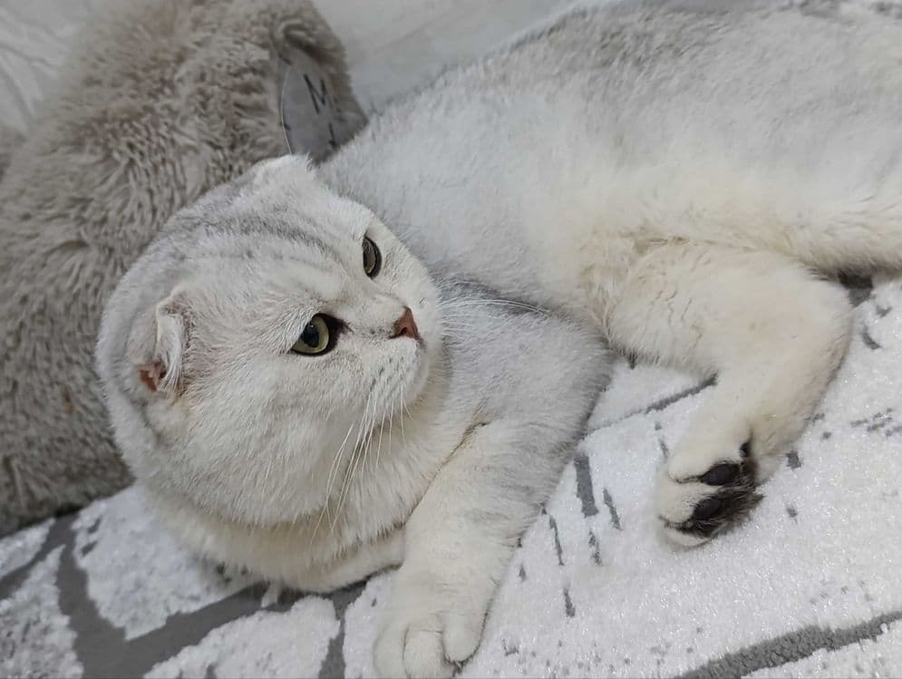 Шотландский мальчик Серебристая Шиншилла — 4