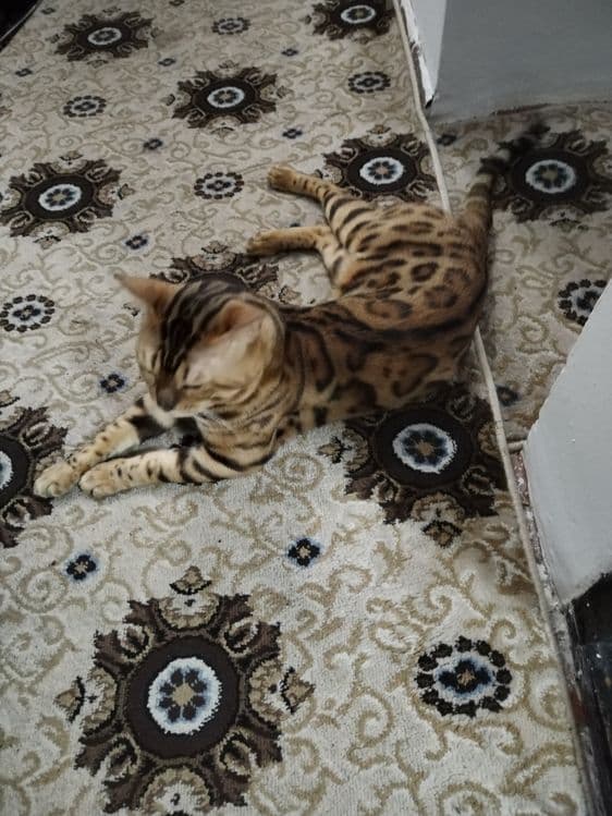 Бенгалиски мушук сотилади — 2