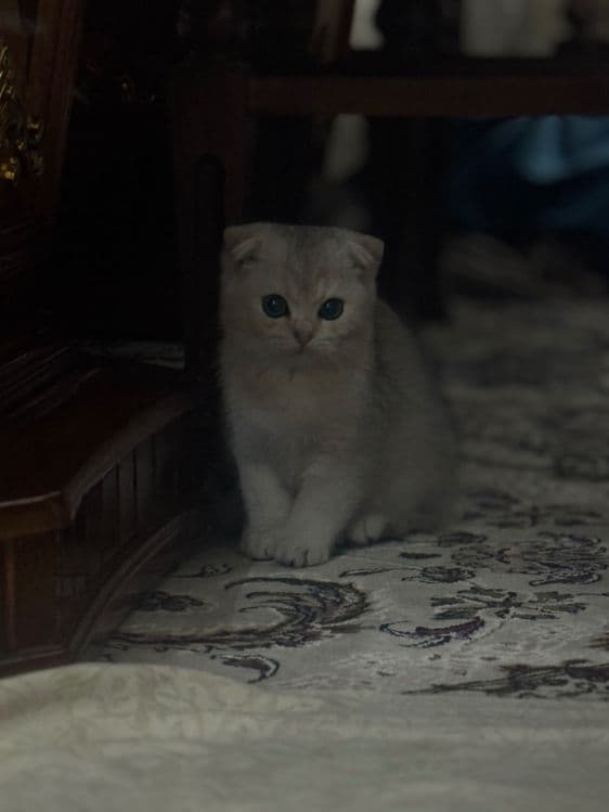 Шотландский скотиш фолд — 2