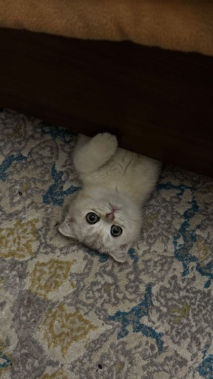 Шотландский скотиш фолд — 3