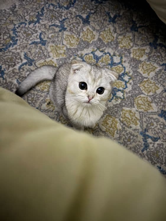 Шотландский скотиш фолд — 4