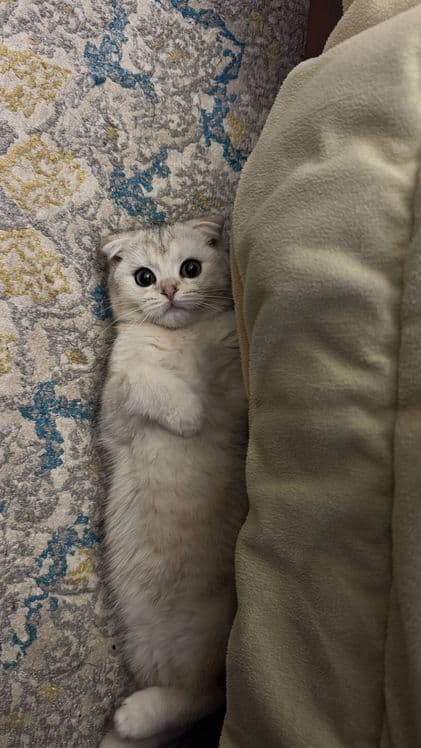 Шотландский скотиш фолд — 5