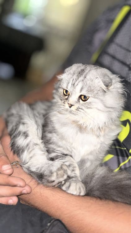продоется кошка скотиш фолд — 2