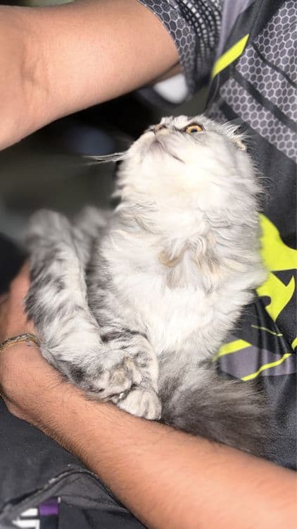 продоется кошка скотиш фолд — 3