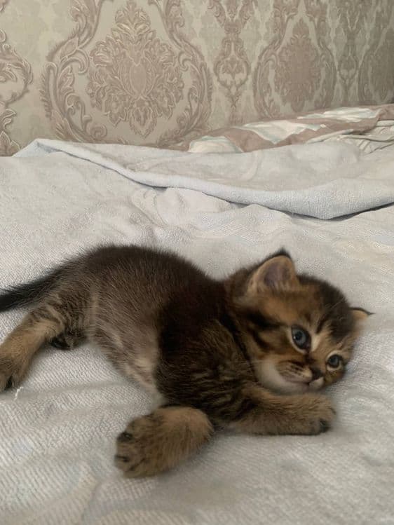 Котята вислоухии — 2