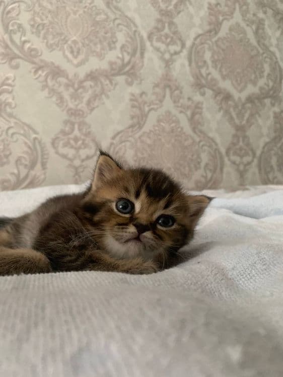 Котята вислоухии — 3