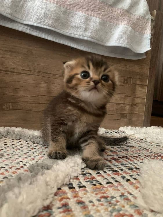 Котята вислоухии — 4