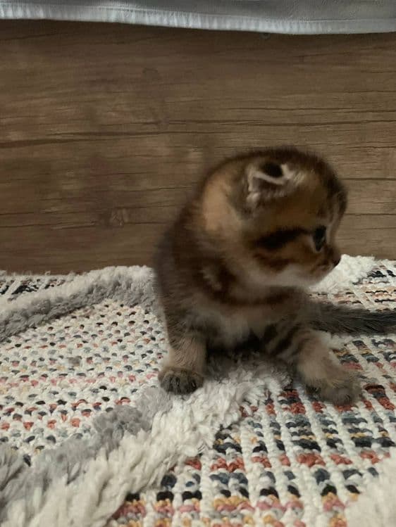 Котята вислоухии — 5