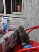 Кошка небелунь пародистая