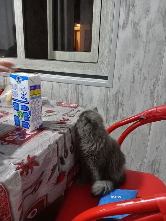 Кошка небелунь пародистая — 1