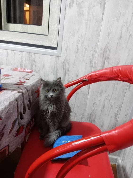 Кошка небелунь пародистая — 2
