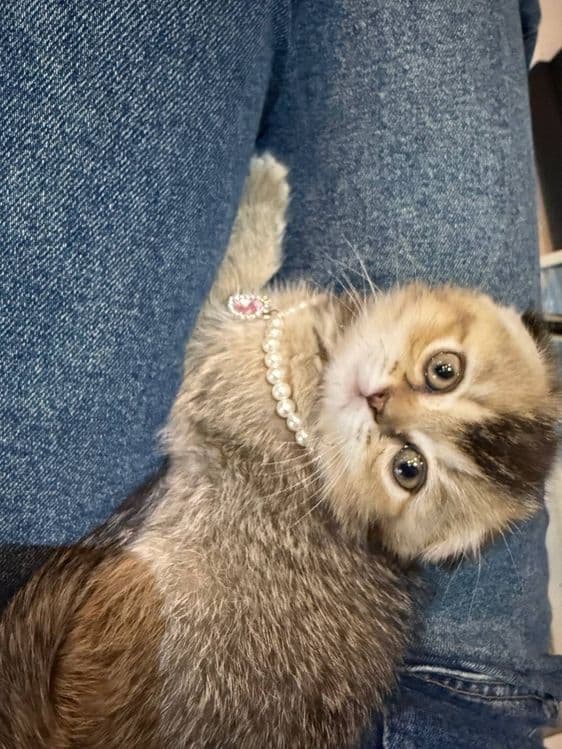 Золотая шиншила котёнок кошки вислоухие — 2