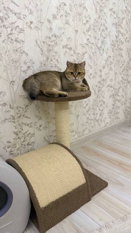 Скотч фолд оригинал мушук зотли — 2