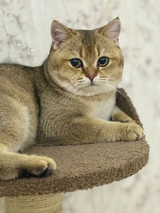 Скотч фолд оригинал мушук зотли — 3