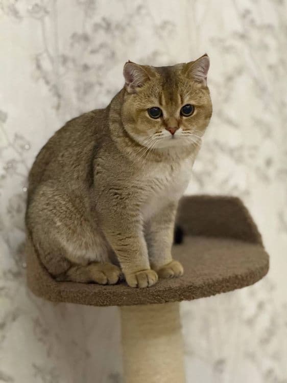 Скотч фолд оригинал мушук зотли — 4