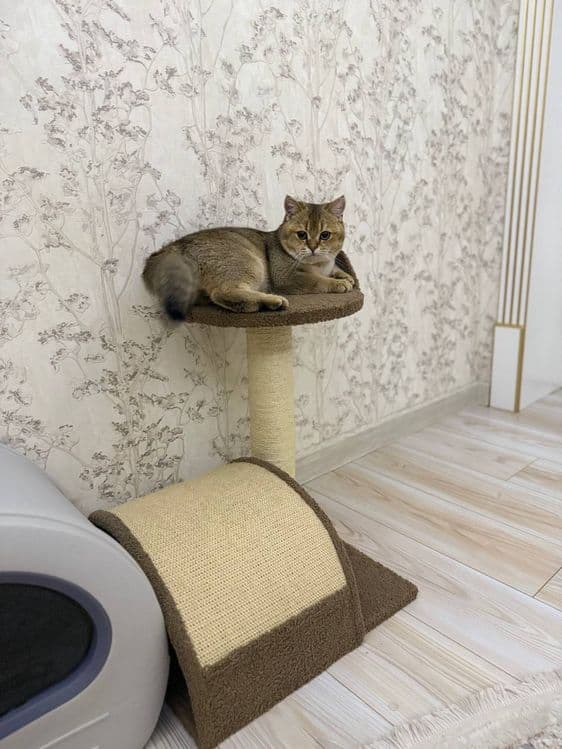 Скотч фолд оригинал мушук зотли — 5