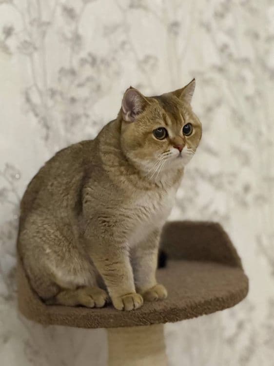 Скотч фолд оригинал мушук зотли — 6