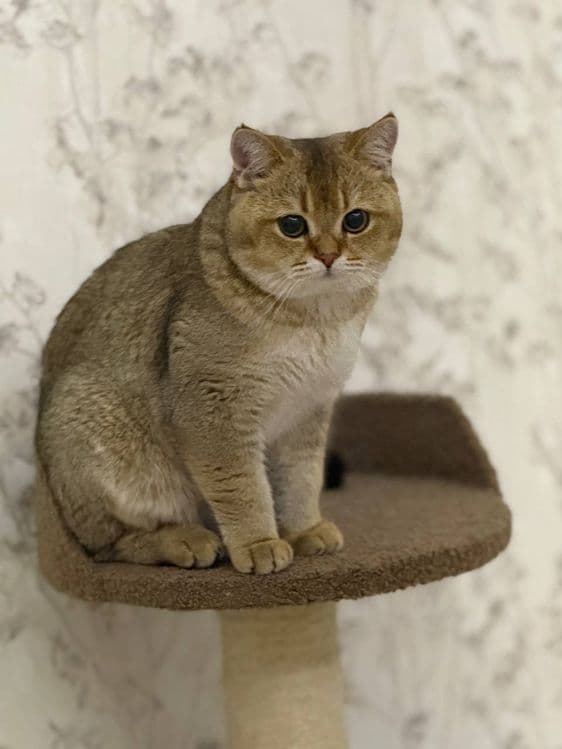 Скотч фолд оригинал мушук зотли — 7