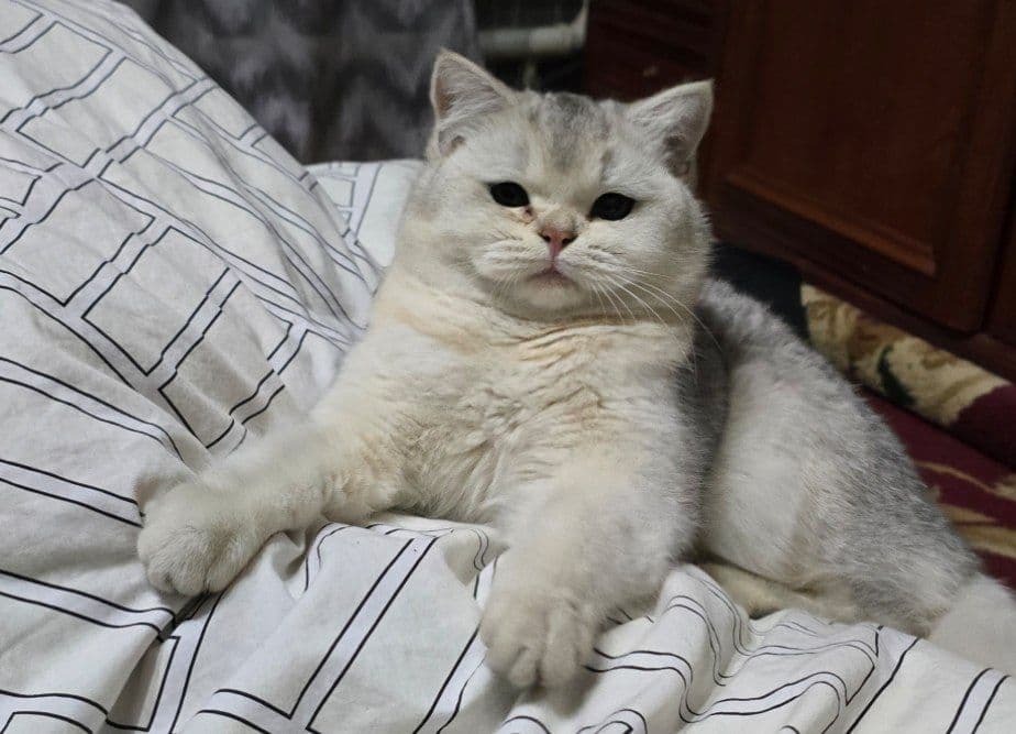 Britanski serebristi shinshilla — 2