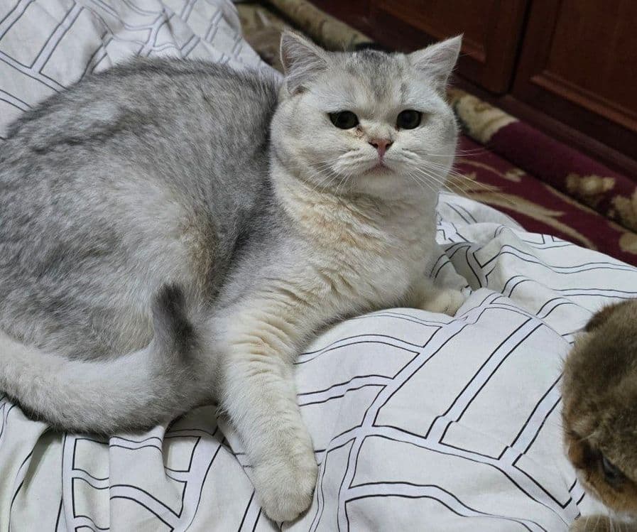 Britanski serebristi shinshilla — 3